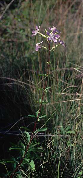 (21603)Saponaria officinalis